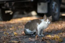 Wild and feral cats shed more toxoplasmosis parasites in areas densely populated by humans