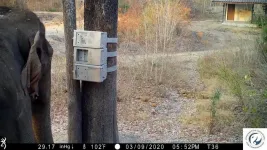 Wild Asian elephants display unique puzzle solving skills