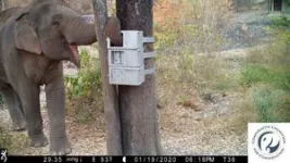 Wild Asian elephants display unique puzzle solving skills 2