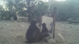 Wild baboons not capable of visual self-awareness when viewing their own reflection