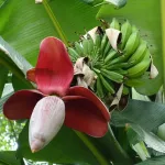 Wild banana relatives of mainland Southeast Asia reveal hidden diversity and the urgent need to preserve nature’s genetic resources for future crops