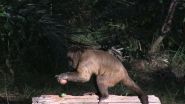 Wild bearded capuchin monkeys really know how to crack a nut