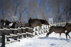 Wild mammals moved farther during severe COVID-19 lockdowns