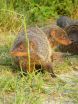 Wild mongooses avoid inbreeding with unusual reproductive strategy