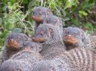 Wild mongooses avoid inbreeding with unusual reproductive strategy 3