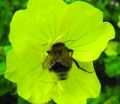 Wild pollinators support farm productivity and stabilize yield