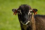 Wild sheep show benefits of putting up with parasites