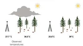 Wildfire smoke has a silver lining: It can help protect vulnerable tree seedlings