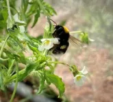 Wildflowers increasingly doing without insect pollinators 2