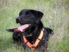 Wildlife biologists use dogs scat-sniffing talents for good