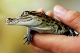 Wildlife Conservation Society helps hatch rare Siamese crocodiles in Lao PDR