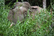 Wildlife overflow enriches biodiversity beyond park boundaries