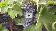 Wine symposium explores everything you wanted to know about the mighty grape (video)