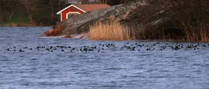 Wintering bird communities track climate change faster than breeding communities in Europe and North America