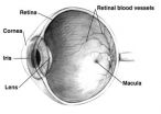 Wireless nanorod-nanotube film enables light stimulation of blind retina