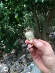 With a little help from their friends, older birds breed successfully