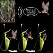 With acoustic reflector, carnivorous pitcher plants advertise themselves to bats 2