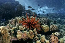 With curtailed carbon emissions, corals can survive climate change