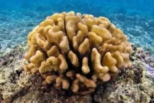 With curtailed carbon emissions, corals can survive climate change 2