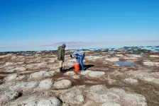 With discovery of roundworms, Great Salt Lake’s imperiled ecosystem gets more interesting