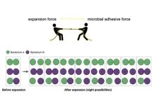 With new imaging approach, ADA Forsyth scientists closely analyze microbial adhesive interactions