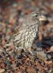 With self-fumigation, Darwins finches combat deadly parasitic flies