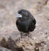 With 'self-fumigation,' Darwin's finches combat deadly parasitic flies 2