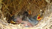 With 'self-fumigation,' Darwin's finches combat deadly parasitic flies 3