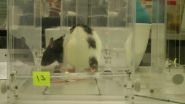 With the right rehabilitation, paralyzed rats learn to grip again