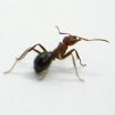 With their amazing necks, ants don't need 'high hopes' to do heavy lifting 3