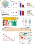 Wnt pathway dysfunction influences colorectal cancer response to immunotherapy