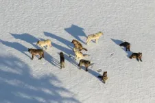 Wolf social group dynamics matter for infectious disease spread, models suggest