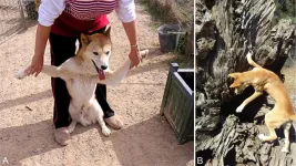 Wolves, dogs and dingoes, oh my