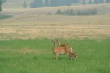 Wolves’ return has had only small impact on deer populations in NE Washington, study shows 2