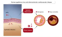 Women with HPV infection face higher risk of death from cardiovascular disease