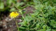 Wondering about the state of the environment? Just eavesdrop on the bees 2