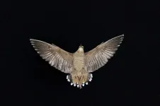 Woodcocks have the brightest white feathers ever measured