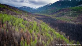 Woodpecker guides post-fire forest management