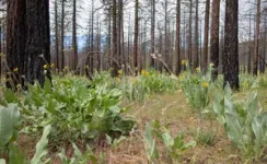 Woodpecker guides post-fire forest management 3