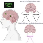 Words activate hidden brain processes shaping emotions, decisions, and behavior 3