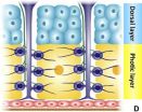 Work shines light on Hox genes responsible for firefly lantern development 2