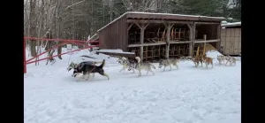 Working dogs take a day to adjust to Daylight Savings Time, but pets are more flexible