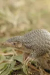 World Pangolin Day celebrated with new genomes to aid the world’s most trafficked animal