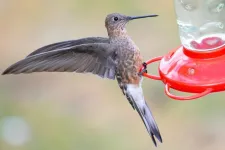 World's largest hummingbird is actually two species