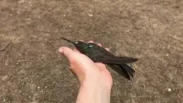 World's largest hummingbird is actually two species 3