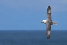 World’s most threatened seabirds visit remote plastic pollution hotspots, study finds