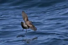 World’s most threatened seabirds visit remote plastic pollution hotspots, study finds 2