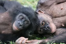 World’s only bonobo sanctuary helps orphaned apes overcome trauma to develop social skills and empathy