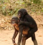 World’s only bonobo sanctuary helps orphaned apes overcome trauma to develop social skills and empathy 2