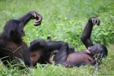 World’s only bonobo sanctuary helps orphaned apes overcome trauma to develop social skills and empathy 3